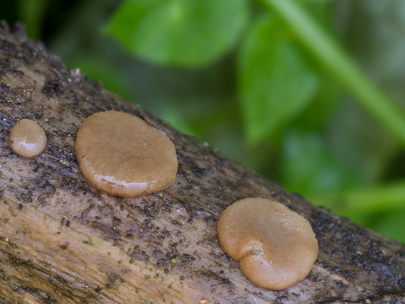 Pachyella babingtonii